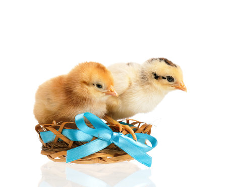 Two little chickens in nest, isolated on white background