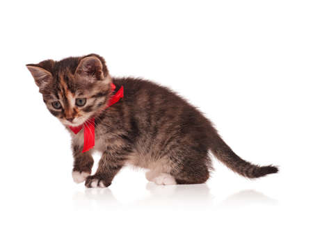 Cute little kitten with red bow isolated on white backgroundの写真素材