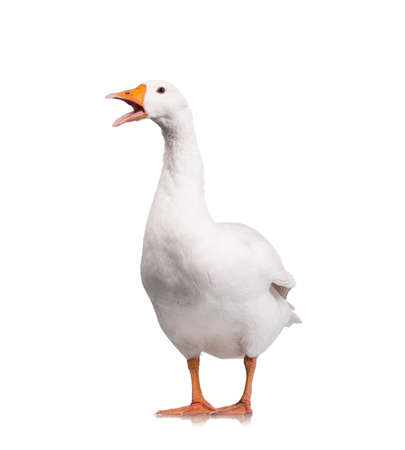 White domestic goose isolated on white backgroundの写真素材