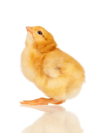 Cute little chicken isolated on white backgroundの写真素材