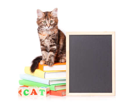 Cute little kitten with books and blackboard over white backgroundの写真素材