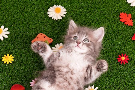 Cute gray kitten playing on artificial green grassの写真素材