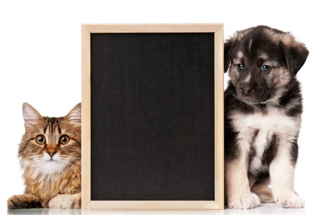 Pets with blackboardの写真素材
