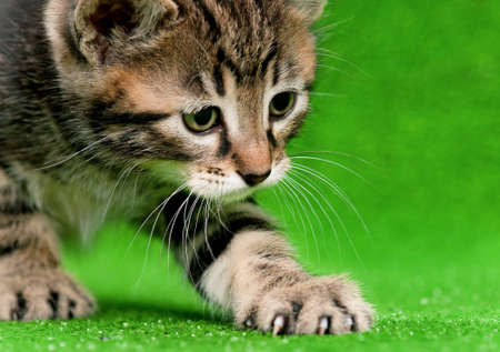 Cute kittenの写真素材