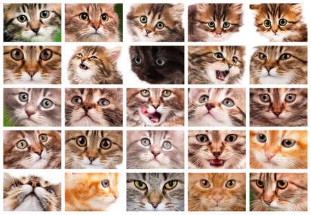 Cute cats and pretty kittens faces collageの写真素材