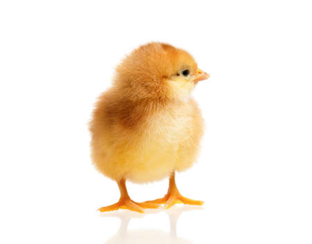 Little chick looking something, isolated on a white backgroundの写真素材