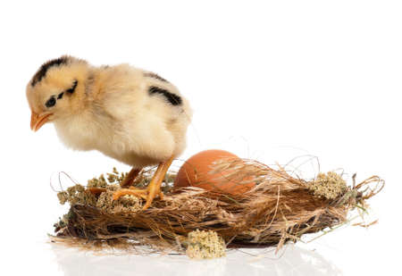 Newborn chick in the nest isolated on white backgroundの写真素材