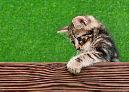 Cute little kitten with wooden plank on green backgroundの写真素材