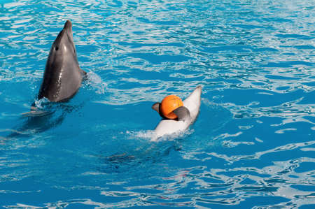 Dolphin playing with a orange ball in the blue waterの写真素材