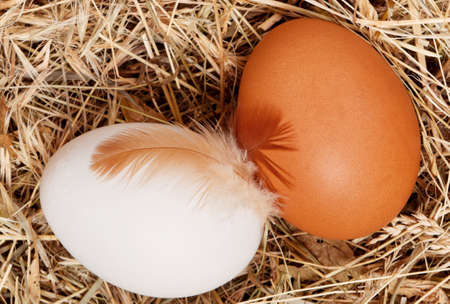 Fresh chicken eggs in the natural nest of hayの写真素材