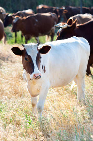 Cattle grazing in a field with the sun rising in summer dayの写真素材