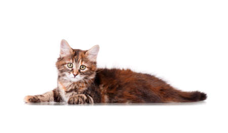 Cute young cat isolated on white backgroundの写真素材