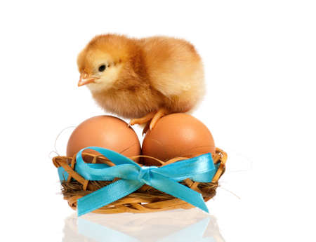 Beautiful little chicken in nest with eggs, isolated on white backgroundの写真素材