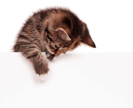 Cute kitten with blank billboard, isolated on white backgroundの写真素材