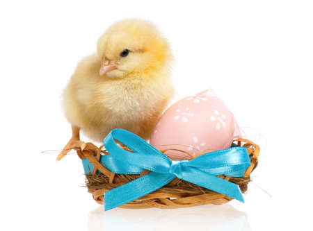 Beautiful little chicken in nest with Easter eggs, isolated on white backgroundの写真素材