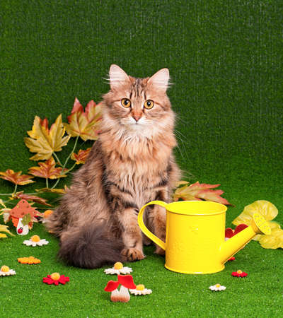 Beautiful adult cat on artificial green grassの写真素材