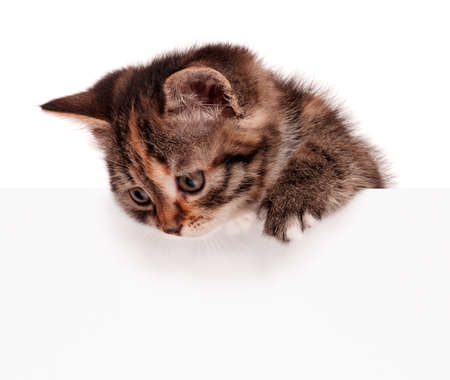 Cute kitten with blank billboard, isolated on white backgroundの写真素材