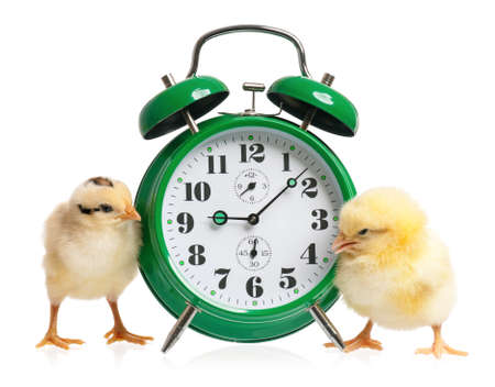 Cute little chickens with clock isolated on white backgroundの写真素材