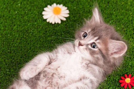Cute gray kitten playing on artificial green grassの写真素材