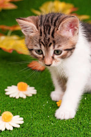 Cute little kitten playing on artificial green grassの写真素材