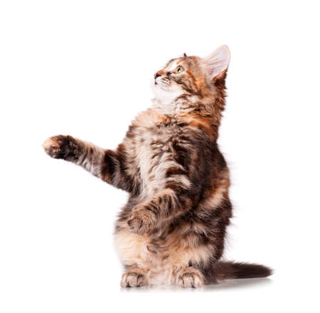 Cute baby kitten playing, isolated on white backgroundの写真素材
