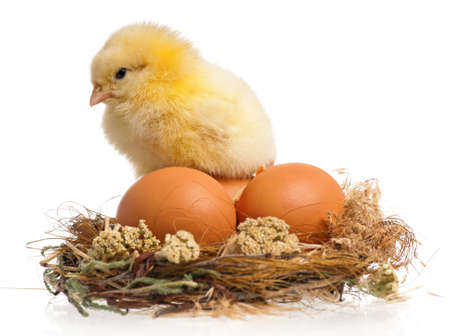 Beautiful little chicken and eggs in nest, isolated on white backgroundの写真素材