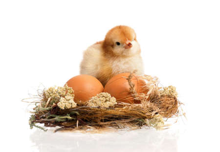 Beautiful little chicken and eggs in nest, isolated on white backgroundの写真素材