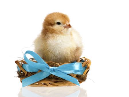 Beautiful little chicken in nest, isolated on white backgroundの写真素材