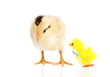 Cute little chicken and toy, isolated on white backgroundの写真素材