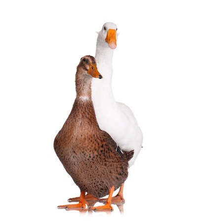 White domestic goose and duck isolated on white backgroundの写真素材