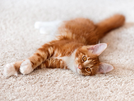 Domestic red Maine Coon kitten posing on white background furの写真素材