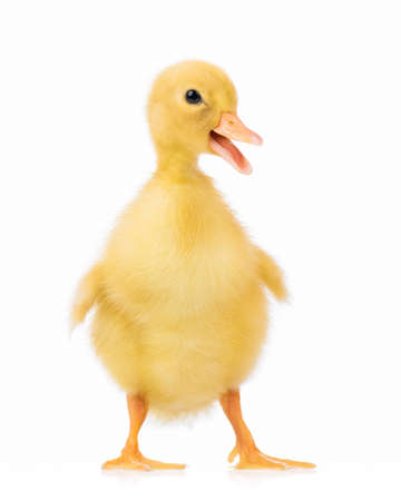 Cute domestic duckling isolated on white backgroundの写真素材