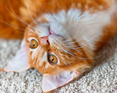 Portrait of domestic red Maine Coon kitten, 3,5 months oldの写真素材