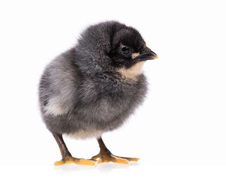 Cute little black chicken isolated on white backgroundの写真素材