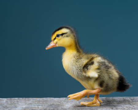 Cute little newborn duckling on dark background, standing on wood. Newly hatched duckling on a chicken farm.の写真素材