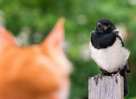 Cat hunted a bird. Domestic red Maine Coon kitten, 4 months old, hunted a nestling of magpie.の写真素材