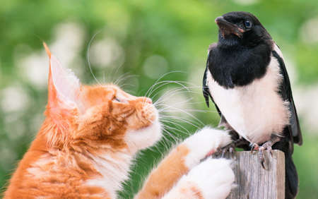 Domestic red Maine Coon kitten, 4 months old, hunted a nestling of magpie. Cat hunted a bird.の写真素材