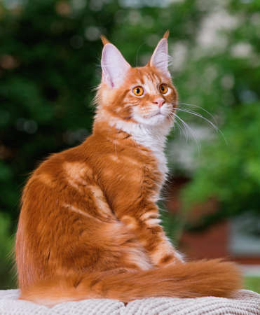 Portrait of domestic red Maine Coon kitten, 5 months old. Cat posing on green outdoor background.の写真素材