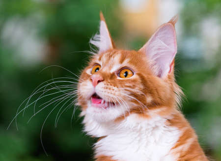 Portrait of domestic red Maine Coon kitten, 5 months old. Cat posing on green outdoor background.の写真素材