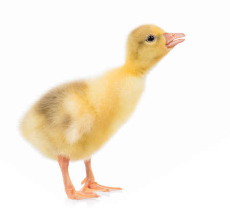Cute little newborn gosling, isolated on a white backgroundの写真素材