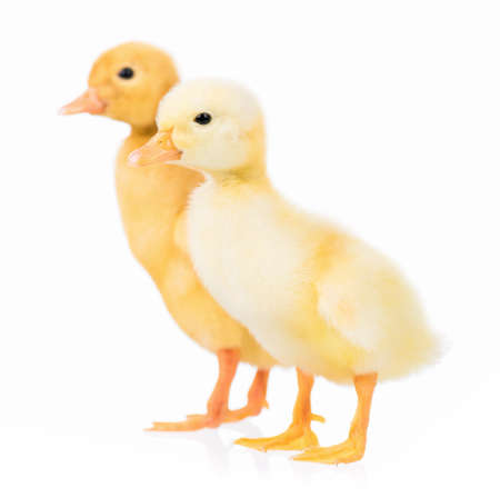 Cute domestic duckling, isolated on white backgroundの写真素材