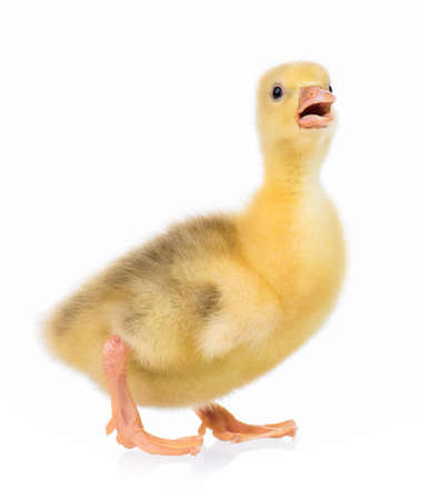 Cute little newborn gosling, isolated on a white backgroundの写真素材