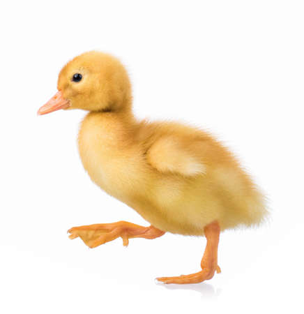 Cute domestic duckling, isolated on white backgroundの写真素材