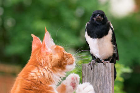 Domestic red Maine Coon kitten, 4 months old and nestling of magpie. Cat hunted a bird.の写真素材