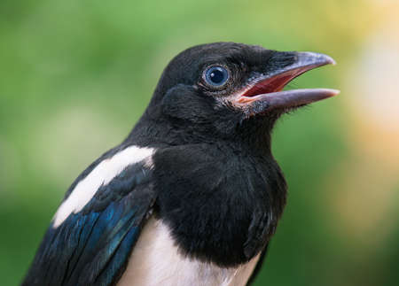 The close view of the nestling of magpieの写真素材