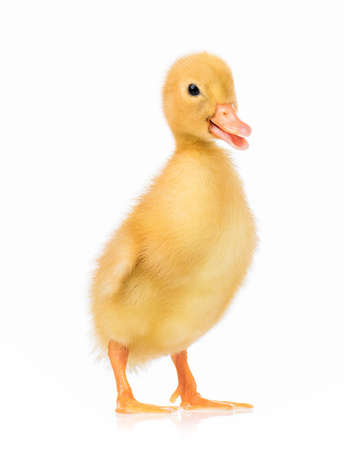 Cute domestic duckling, isolated on white backgroundの写真素材