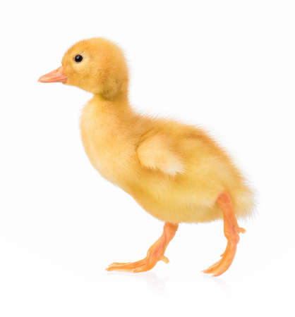 Cute domestic duckling, isolated on white backgroundの写真素材
