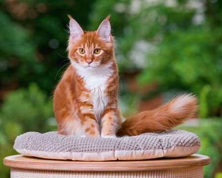 Portrait of domestic red Maine Coon kitten, 5 months old. Cat posing on green outdoor background.の写真素材