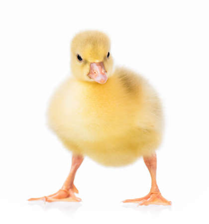 Cute little newborn gosling, isolated on a white backgroundの写真素材
