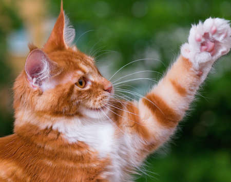 Portrait of domestic red Maine Coon kitten, 5 months old. Cat posing on green outdoor background. Close up.の写真素材